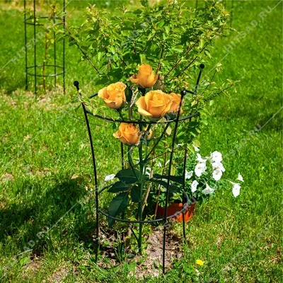 Фотография опор для плетущихся роз в формате webp: выберите размер
