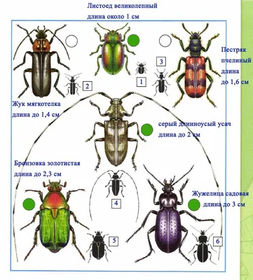 Фото жуков в формате JPG для загрузки
