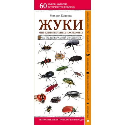 Определитель жуков: фото и описание