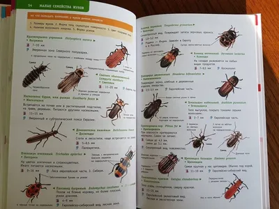 Жуки: красочные фото для просмотра
