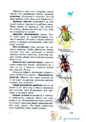 Жуки: уникальные фото для вашей коллекции