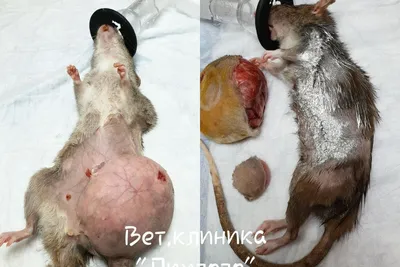 Опухоли у крыс  фото