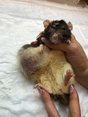 Реалистичная фотография опухоли крысы