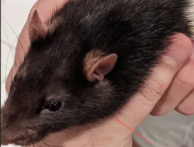 Фото опухоли у крыс с подробными описаниями