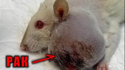 Фото опухолей крыс с возможностью увеличения