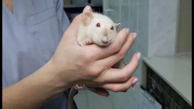 Фотка крысьих опухолей для диагностики