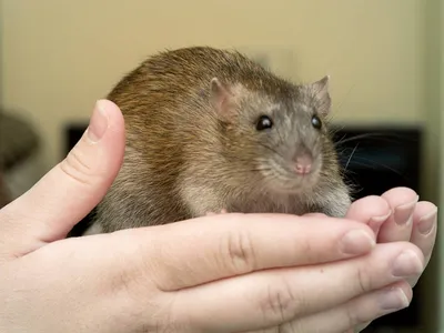 Изображение крысьей опухоли перед операцией