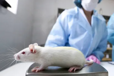 Большие фото опухолей крыс для исследований