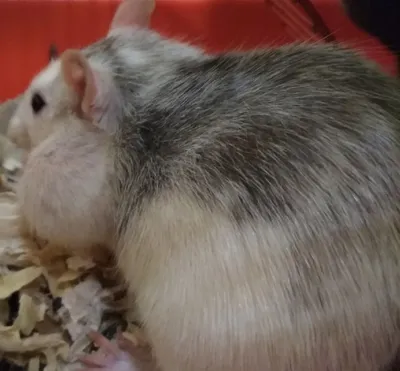 Изображение опухоли крысы с макросъемкой