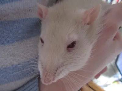 Фото, которые помогут определить опухоль у крысы