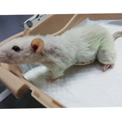 Фотография крысьей опухоли в реалистичной цветовой гамме