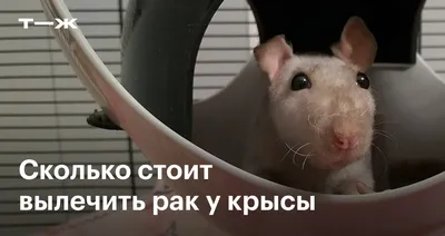 Фотка опухоли крысы для визуализации болезни
