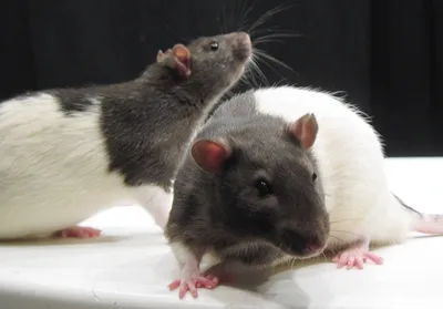 Изображение опухоли крысы в формате JPG для удобства скачивания