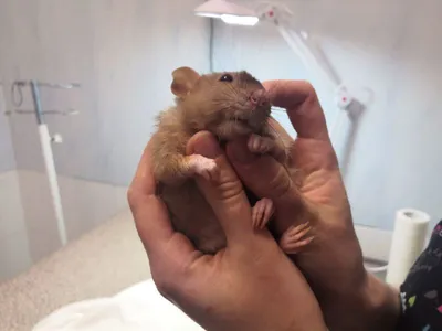 Фото опухолей крыс разных размеров для масштабирования