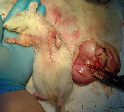 Изображение опухоли крысы в формате PNG
