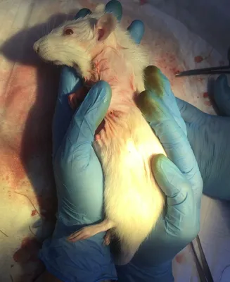 Изображение опухоли крысы с молекулярными деталями