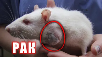 Фото опухолей крыс с указанием возраста животных