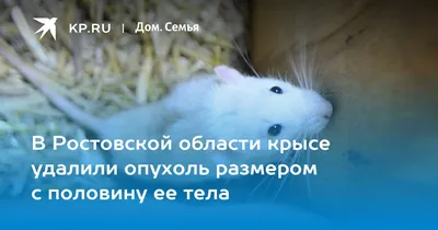 Картинка опухолей крыс с выделением метастазов