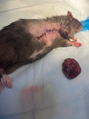 Картинки с опухолями крыс для скачивания