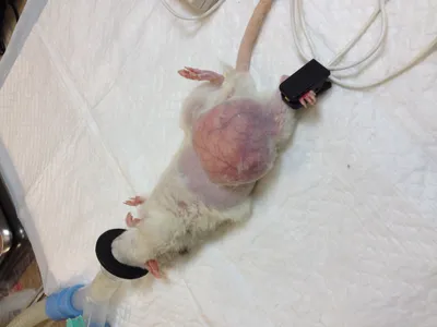 Фотография крысьей опухоли с использованием медицинского оборудования