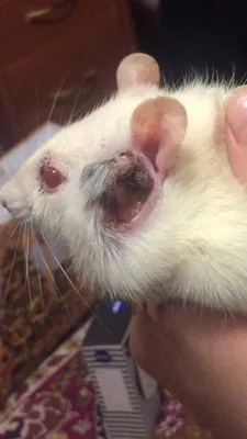 Фотка опухоли крысы с подробным описанием структуры