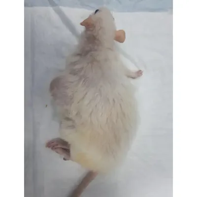 Фотография крысьей опухоли в WebP формате