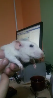 Фото опухоли у крысы для гистологического исследования