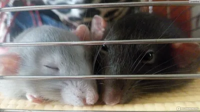 Изображение опухоли крысы с аннотацией по терапии