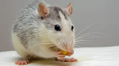 Большие изображения опухолей у крыс