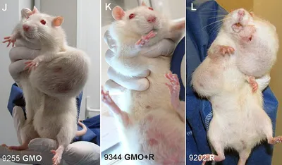 Картинки опухолей у крыс для сравнительного анализа формы и размеров