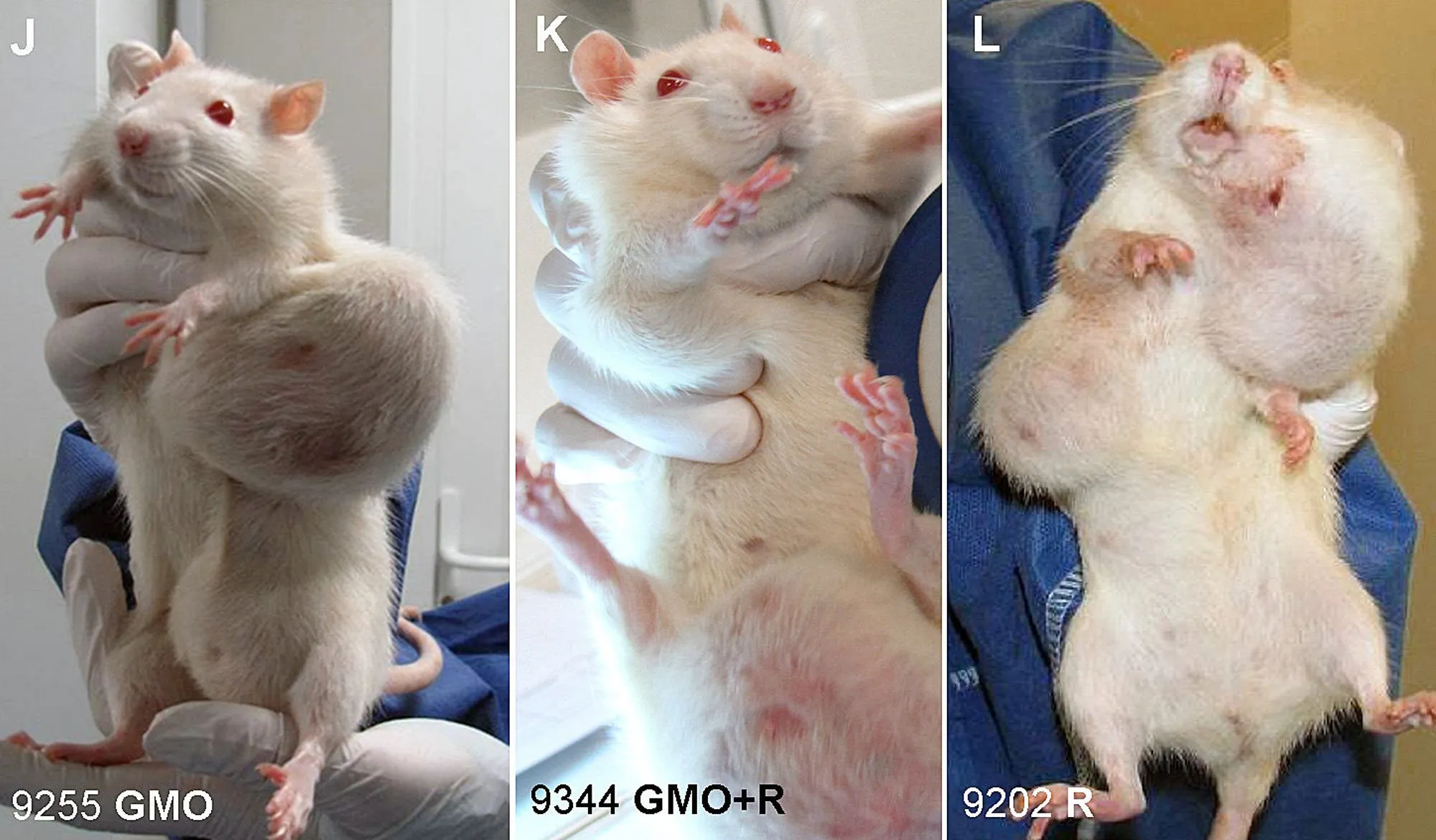 Ген хомяков. Исследование ГМО на крысах.