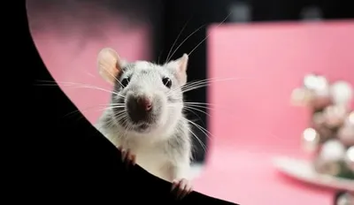 Фото опухоли у крысы для создания трехмерных моделей