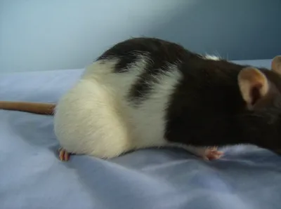 Картинка опухолей крыс с субвоксельным разрешением