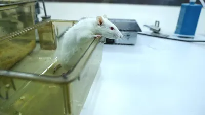 Изображение опухоли крысы с идентификацией генетических мутаций