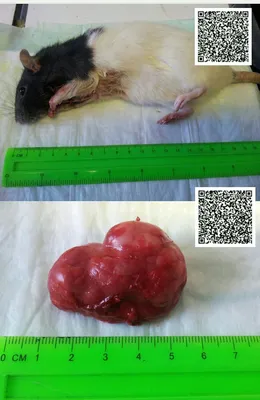 Фото крысьих опухолей разных размеров