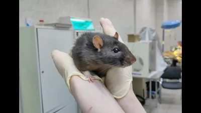 Фото опухолей крыс с цифровым зумом для детального изучения