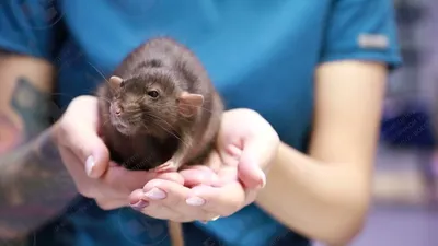 Изображение опухоли крысы с трехмерным поверхностным отображением