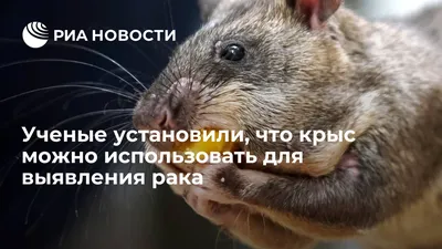 Картинка опухолей крыс с учетом генетической преисполняемости