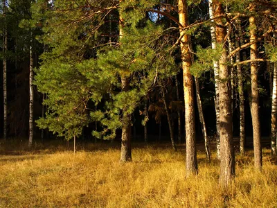 Фото опушки леса: бесплатно скачайте в хорошем качестве