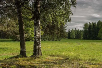 Фон с фотографией лесной опушки в хорошем качестве