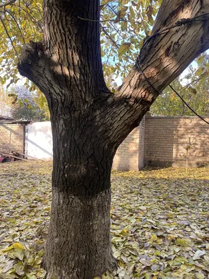 Уникальные фотографии орехового дерева на андроид устройствах