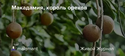 Изображение макадамия: красивые обои на телефон