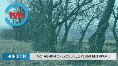 Скачать обои с ореховыми деревьями бесплатно