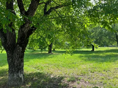 Фотографии ореховых деревьев, вдохновленные природой Лаоса.