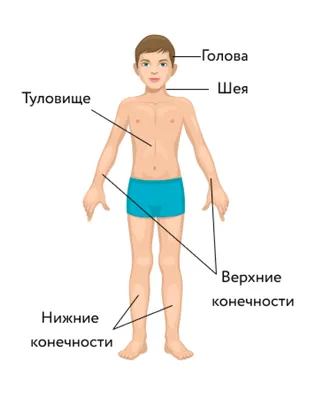 Уникальные изображения внутренних органов человека: скачайте в нужном формате