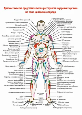 Человеческие органы: изображение в различных форматах для скачивания