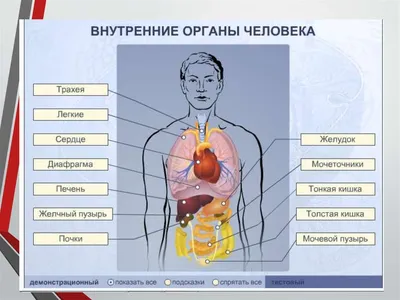 Фото человеческих органов спереди: выбор размера и формата