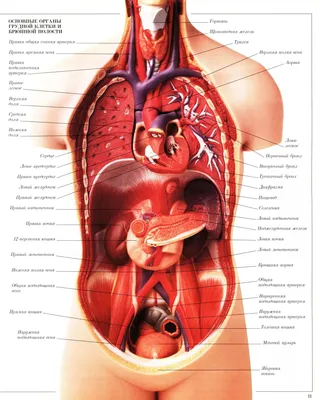 Органы человека: изображение спереди в JPG, PNG, WebP