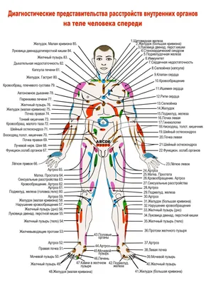 Изображение человеческих органов: возможные размеры и форматы