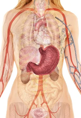 Фото человеческих органов спереди: различные размеры для загрузки
